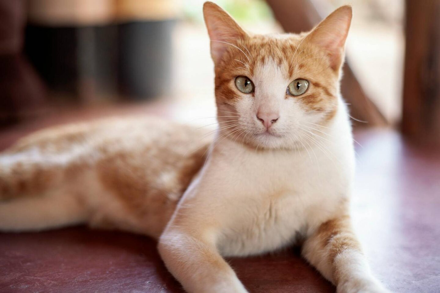 Najczęstsze choroby u kotów i jak je rozpoznać